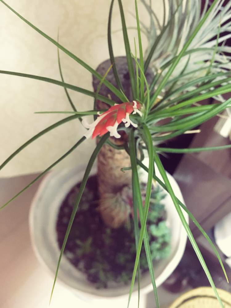 インテリアの画像 by ちゃんしーさん | インテリアとチランジアと多肉植物とエアプランツと花のある暮らしと緑のある暮らし