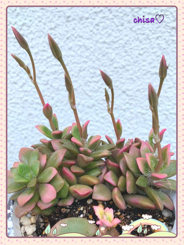 の画像 by chisa♡さん | ベランダの植物と多肉大好きと桜吹雪 サクラフブキと多肉女子とひとりごとと多肉花芽と癒しのひと時