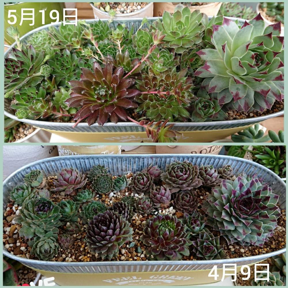 バルコニー/ベランダの画像 by suki.suki.kinkiさん | バルコニー/ベランダと多肉中毒と多肉植物とセンペル丼と我が家の多肉と多肉女子とセンペルビブム