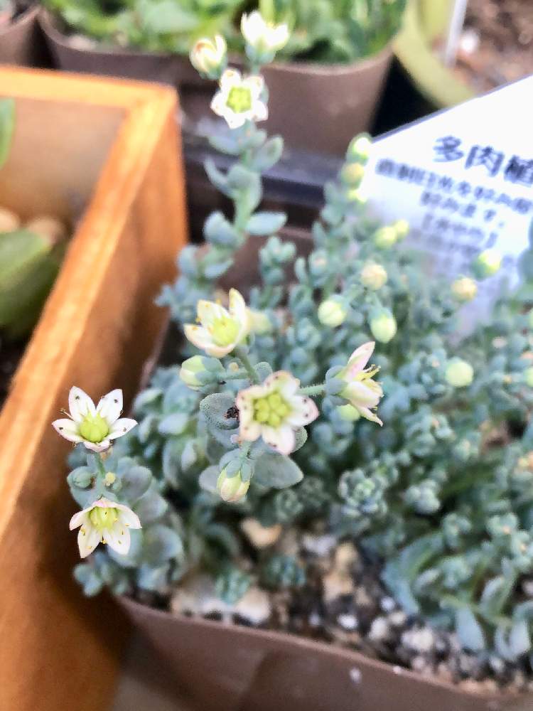 バルコニー/ベランダの画像 by mamisukeさん | バルコニー/ベランダとセダム属と多肉植物と多肉可愛いと多肉大好きとマジョールと狭いベランダと植欲旺盛と植中毒と花のある暮らしとNo多肉,No Life.とお花咲いた!と多肉棚とかわいいな♡と多肉初心者