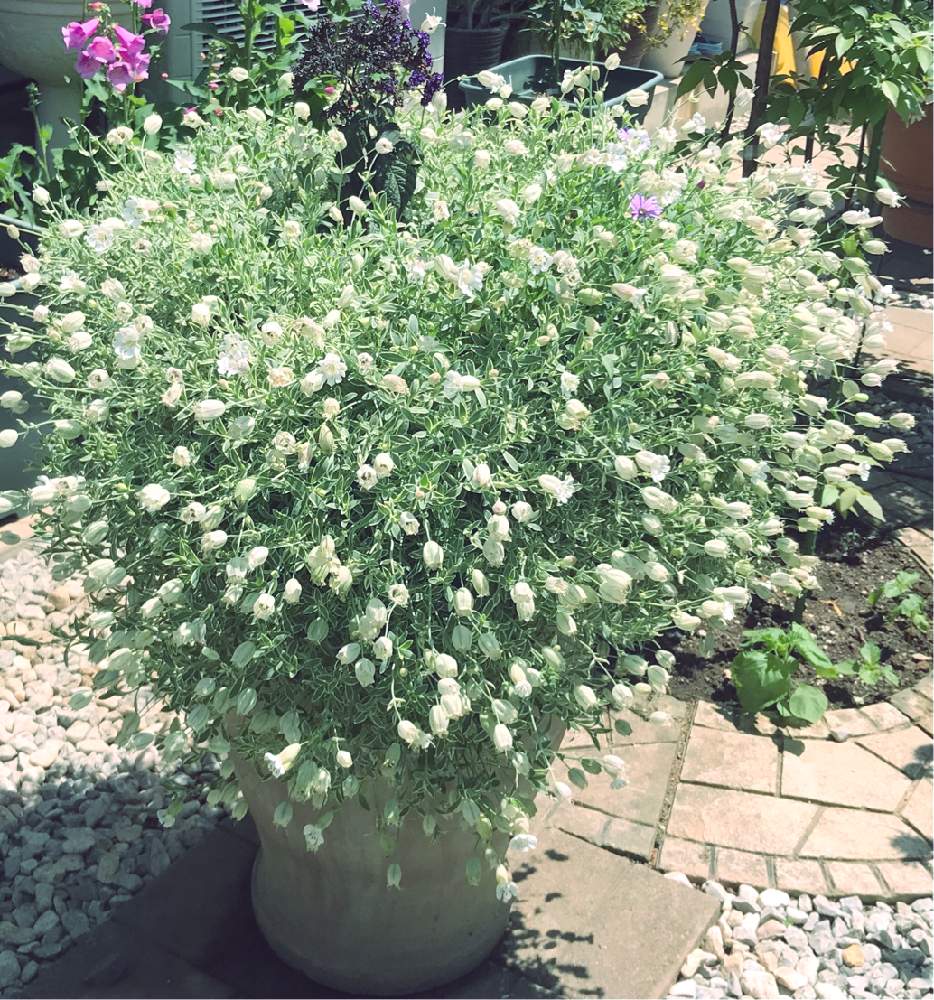 小さな庭の画像 by junさん | 小さな庭とシレネと植物のある暮らしとお花大好き♡と観察日記と私の癒しと癒しと咲き終わりと今日の一枚と趣味と成長記録とガーデニングと花のある暮らしとかわいいな♡とお花好き