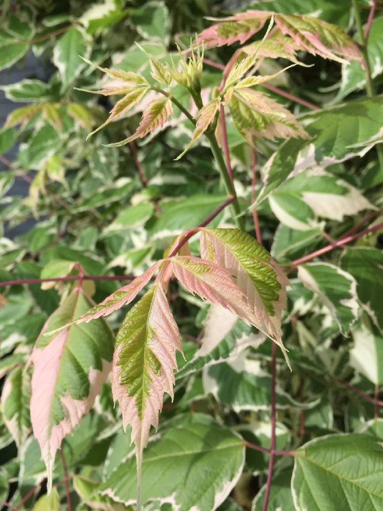 広い庭の画像 by いもさん | 広い庭とネグンドカエデ フラミンゴと庭の植物と植中毒とお庭の植物と被災地にエールを…。と頑張れ♡えっことネグンドカエデ⭐︎と斑入り萌え❣️