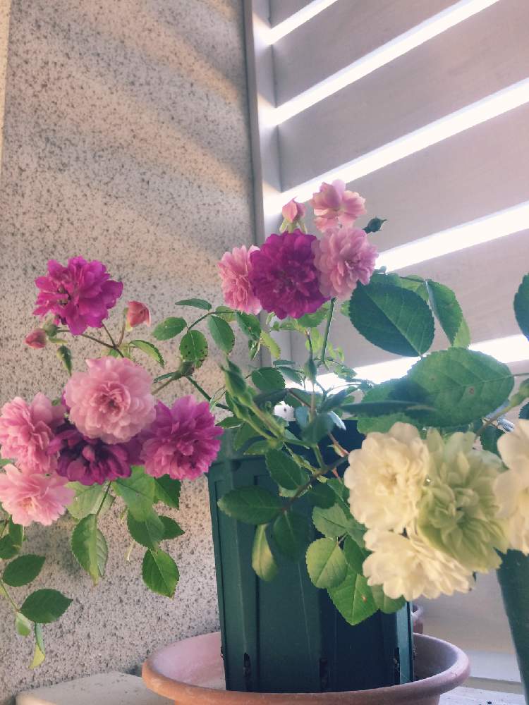 テラスの画像 by まあさん | テラスとグリーンアイスがかわいいと植中毒と薔薇挿し木と花のある暮らしと薔薇♪とスイートチャリオット