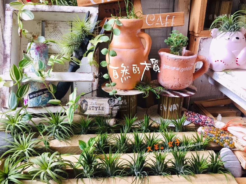 小さな庭の画像 by Emilyさん | 小さな庭と初心者ですとdailyと大羊女子とHANDWORKS*RELAXとHandmadeとGS映えと植物とno green no lifeと植中毒と寄植えと流木と雑貨とNaturalとToday's FlowerとDIYとgreenlifeとgreenとenjoy succulent life ♥とGREEN UP!とgreat✨