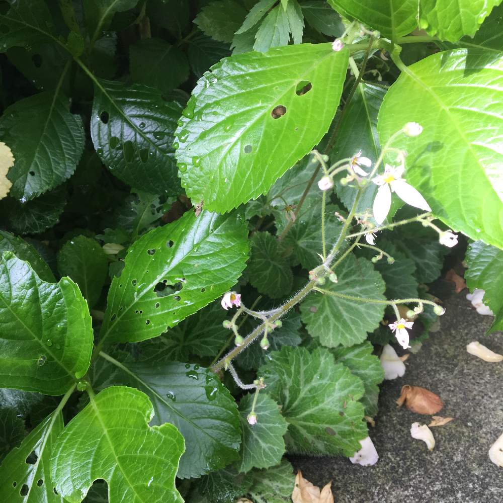 小さな庭の画像 by ルイーズさん | 小さな庭とお花を楽しむとユキノシタ♪と半日陰とユキノシタ科と朝日を浴びて✨と花のある暮らしと朝日のあたる庭とユキノシタのお花