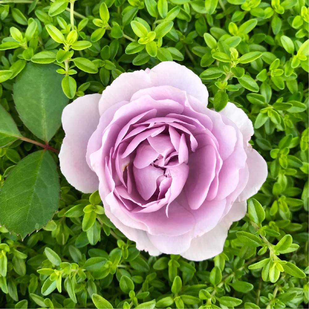 小さな庭の画像 by さっささん | 小さな庭とレイニーブルーとばら バラ 薔薇と薔薇愛同盟とバラの家と植中毒と花のある暮らしと薔薇♪と紫の花と薔薇の花