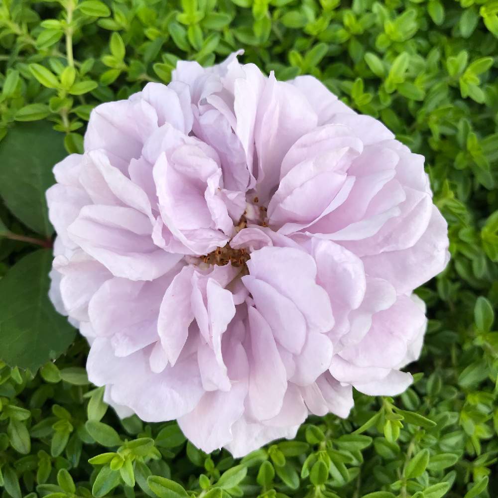小さな庭の画像 by さっささん | 小さな庭とレイニーブルーとばら バラ 薔薇と薔薇愛同盟とバラの家と植中毒と花のある暮らしと薔薇♪と紫の花と薔薇の花
