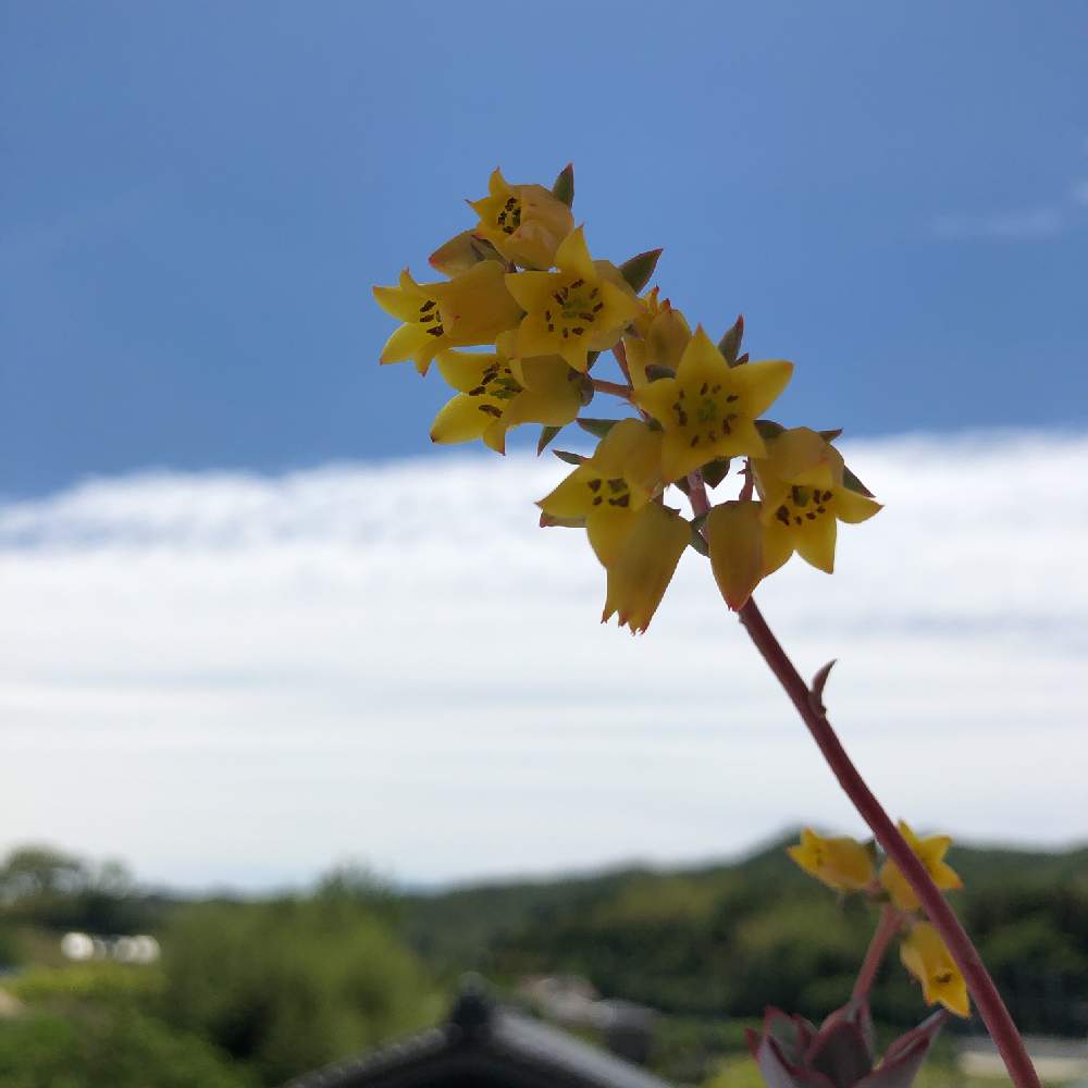 バルコニー/ベランダの画像 by noccoさん | バルコニー/ベランダとムーンガドニスの花と多肉植物とさいた✨と多肉のある暮らしといいお色〜とエケベリア属と多肉女子とかわいいとかわいい形とムーンガドニス♡