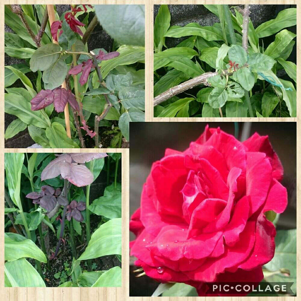 小さな庭の画像 by r.さくら.rさん | 小さな庭とバラ・ミニ薔薇とガーデニングと花のある暮らしとお花と薔薇♪
