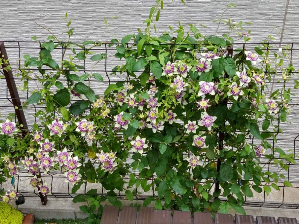 小さな庭の画像 by kanalyaさん | 小さな庭とクレマチスとクレマチス ビエネッタとno flower no lifeと千葉県と休眠しないとGS映えとクレマチス♬とno green no lifeと柏市と花中毒と植中毒とクレマチスビエネッタとクレマチス 地植えとbotanical lifeと花のある暮らしとお花好きの人と繋がりたいと花が好きとやっぱり花が好き♡と千葉県人会