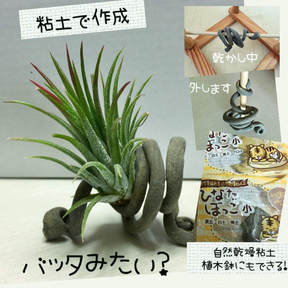 インテリアの画像 by ごほうび♪さん | インテリアとみどりのある暮らしと観葉植物とエアープランツ☆とつくってみた( ´ ▽ ` )!と癒されるとGreenSnapmarcheとかわいいとGREEN UP!と咲けばいいね♪とひなたぼっことアイデア