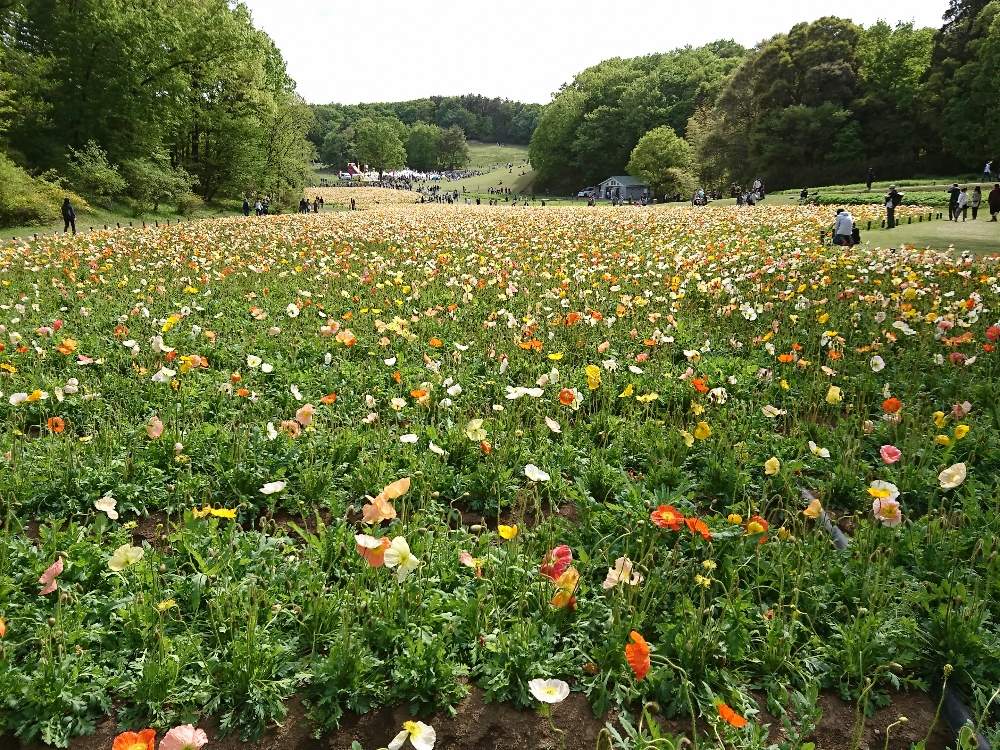 お出かけ先の画像 by さいたまつぼみさん | お出かけ先とアイスランドポピーと埼玉万歳と一面のと色とりどりの花と国営武蔵丘陵森林公園と埼玉県