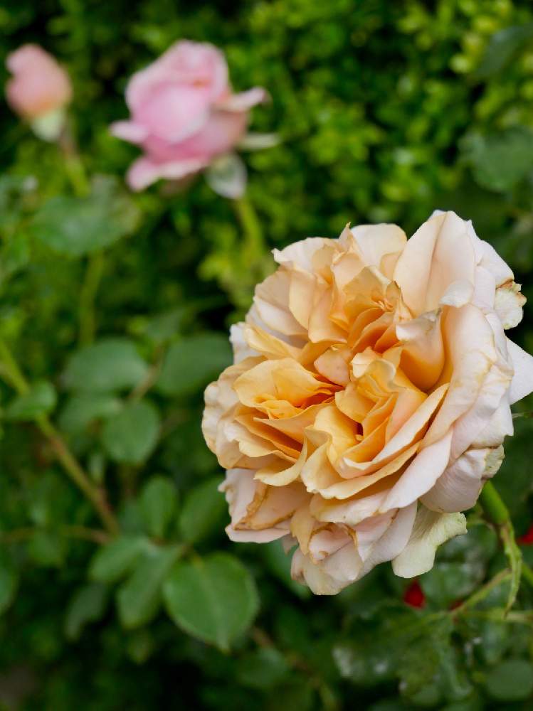 小さな庭の画像 by kiraraさん | 小さな庭とミニバラと薔薇愛同盟と薔薇のある暮らし♡ときれいな色とガーデニングと花のある暮らしとバラ・ミニバラ
