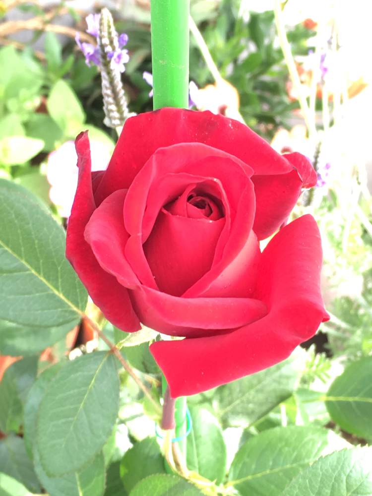 アプローチの画像 by mimiさん | アプローチと咲いた!と薔薇♪と花のある暮らしと真っ赤な花と1番花と真っ赤なバラ