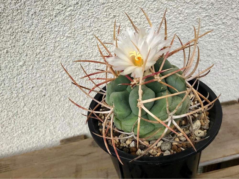 の画像 by hacciQさん | 緋冠竜と多肉植物とサボテン科とテロカクタス属と白い花と咲いた!