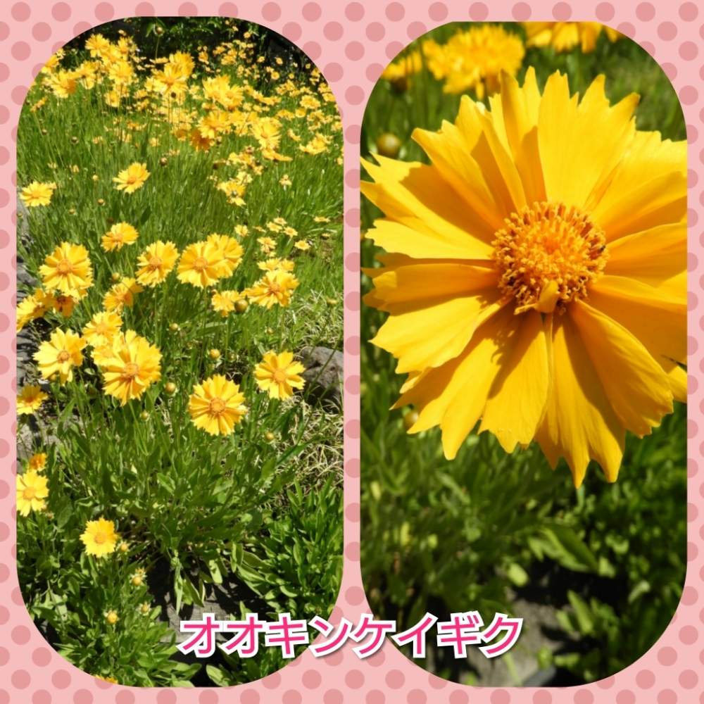 お出かけ先の画像 by まっさんno.1さん | お出かけ先とオオキンケイギク。とGS映えとウォーキング日和とウォーキング中と花のある暮らし