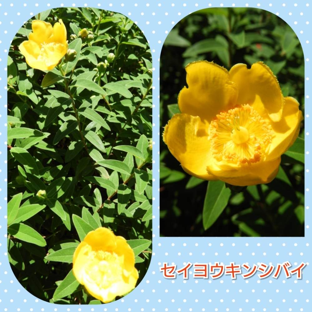 お出かけ先の画像 by まっさんno.1さん | お出かけ先とGS映えとセイヨウキンシバイとウォーキング日和とウォーキング中と花のある暮らし