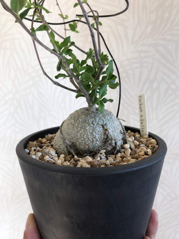 バルコニー/ベランダの画像 by Dominicさん | バルコニー/ベランダと観葉植物と植物のある暮らしと植欲旺盛とコーデックスとフォッケアエデュリス 火星人