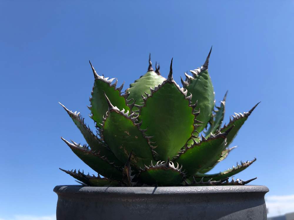 バルコニー/ベランダの画像 by Hiroさん | バルコニー/ベランダとagave horridaとカッコイイ‼と雄々しいとトゲトゲとボタニカルライフと富山支部とGS映えとno green no lifeとagaveholicと植中毒と癒し空間と❤️いいね、ありがとうと猛々しいと珍奇植物とagaveとビザールプランツとアガベ属と俺の多肉植物とバルコニスト