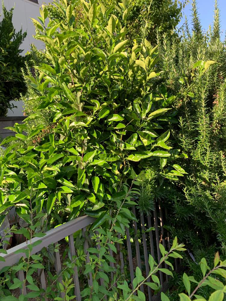 の画像 by なおさん | 家庭菜園と植えっぱなしと相談と家庭果樹と家庭菜園奮闘日記と畑の中で