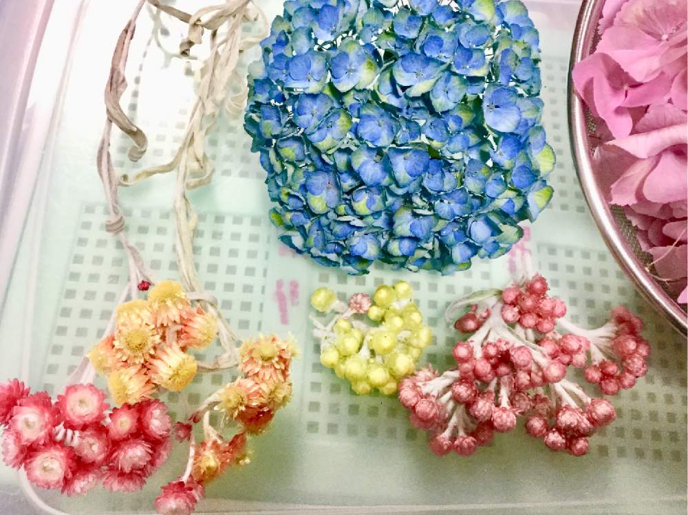 インテリアの画像 by りぃふテリアさん | インテリアとドライフラワーとお気に入りと紫陽花 アジサイ あじさいと可愛い子と花のある暮らしと宿根・多年草