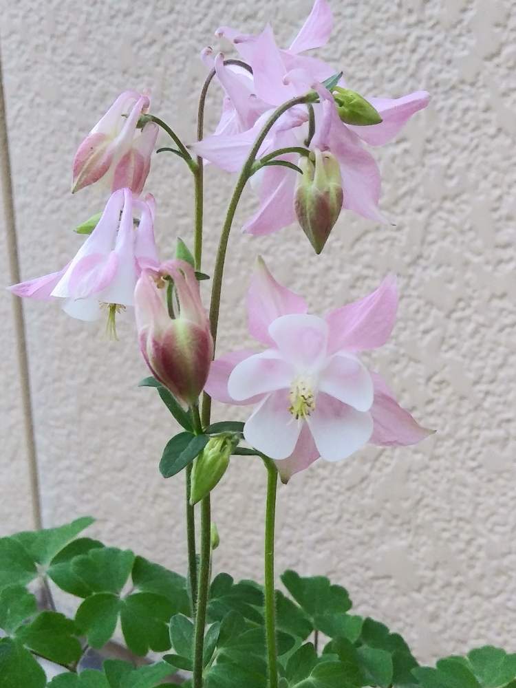 エントランスの画像 by つきかさん | エントランスとムラサキの花とさいた✨と嬉しい❤️と花のある暮らしとオダマキの花と花が好きとかわいい花