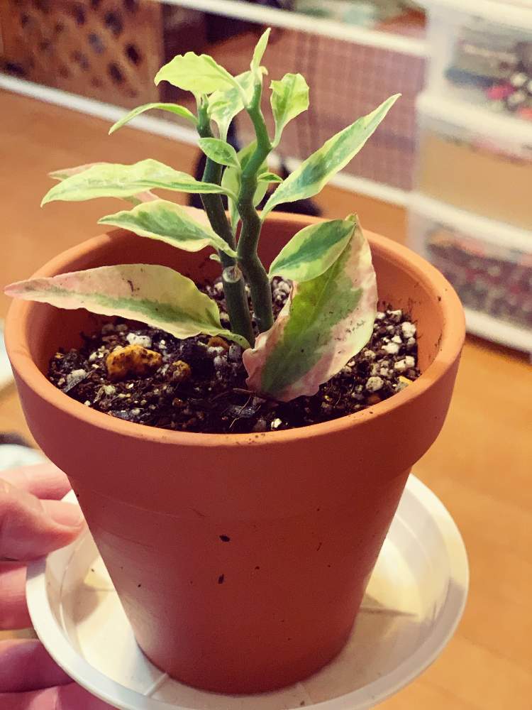 部屋の画像 by poodle'sさん | 部屋とギンリュウとギンリュウ登場と観葉植物とカッコいいと癒しと観葉植物初心者と植中毒と観葉植物のある暮らしと観葉植物がスキと新入りさんとGREEN UP!とグリーンとボタニカルと百均出身