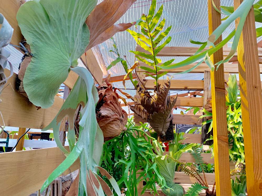 インテリアの画像 by Flower Villageさん | インテリアと着生植物とボタニカルと コウモリラン と観葉植物とビカクシダ・リドレイとグリーンインテリアとアートとビカクシダキッチャクードと園芸店とビニールハウスと植中毒と温室とフラワービレッジとプラティケリウムとflowervillageとビカクシダ属と葉っぱアートとビカクシダ・エレファントティスとインテリアグリーン