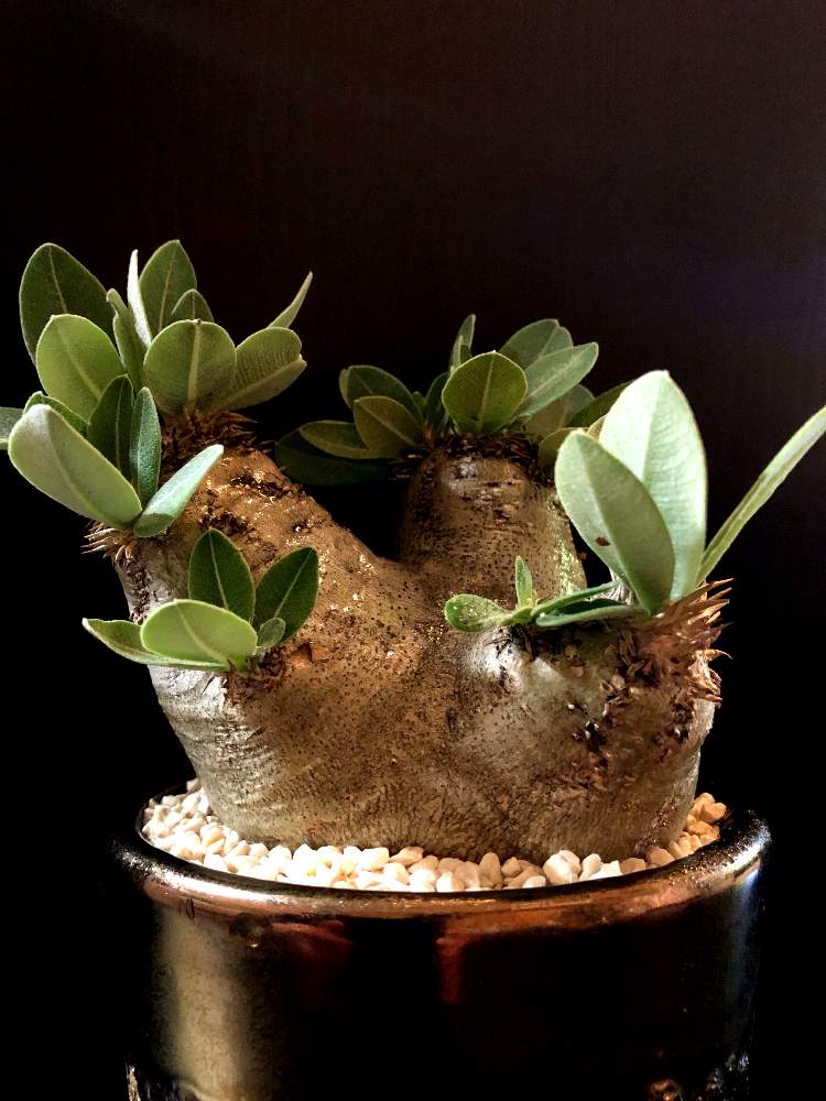 バルコニー/ベランダの画像 by good_guyさん | バルコニー/ベランダとPachypodium eburneum.と多肉植物とEuphorbiaとcactusとフィランサス ミラビリスとCaudexと多肉女子と塊根植物と珍奇植物とPachypodiumとagaveとOperculicaryaと亀甲竜。とsucculent