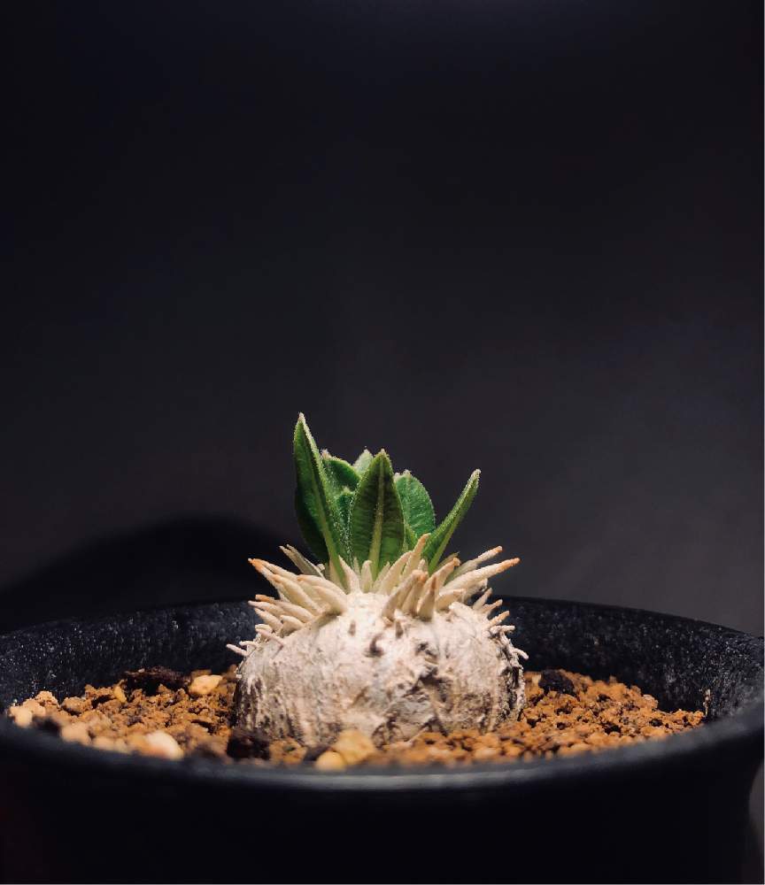 の画像 by はくうさん | 恵比寿笑いと植欲が止まらないとコーデックスと植中毒と今日の一枚と塊根植物と育成記録