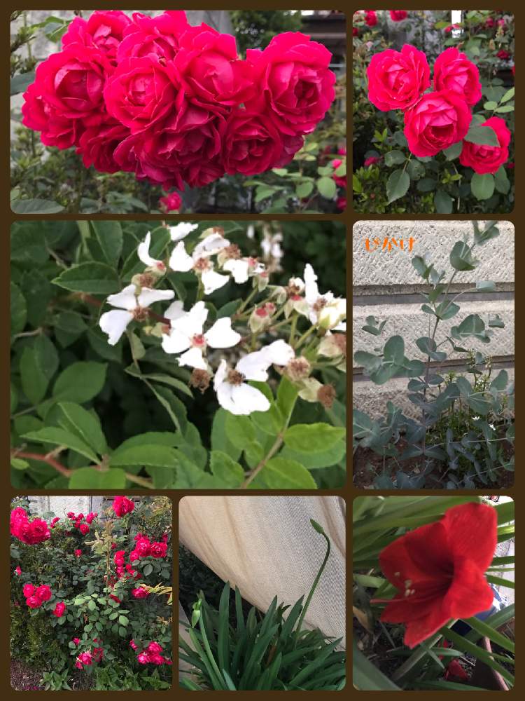 小さな庭の画像 by ぴかけさん | 小さな庭とノバラとアガパンサスとアマリリスと薔薇と薔薇とユーカリグニーと植物のある暮らしとボタニカルライフとグリーン!グリーン!グリーン!と癒しと植欲旺盛と癒しgreenとno green no lifeと植中毒と花のある暮らしと植物を愛でるとシルバーリーフと義母シリーズ