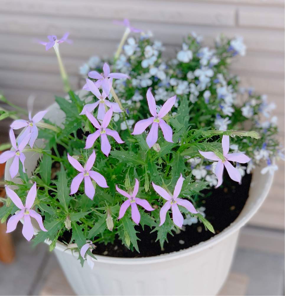 玄関の画像 by akaさん | 玄関と寄せ植えと鉢植えと花のある暮らしとイソトマの花