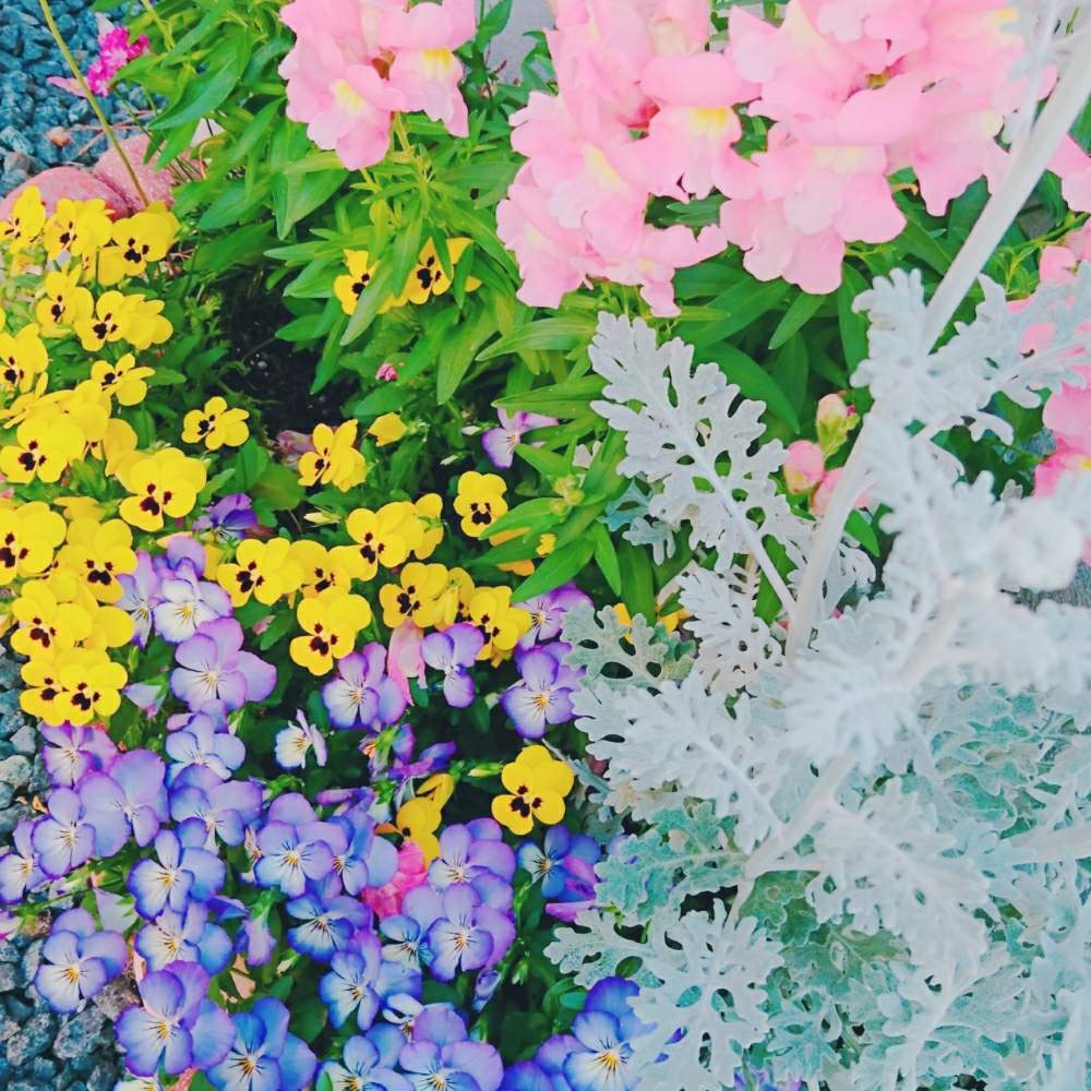 小さな庭の画像 by hana:)*さん | 小さな庭とアルメリアとシロタエギクとビオラと金魚草と花のある暮らしとお花大好き♡とお花好きの人と繋がりたい