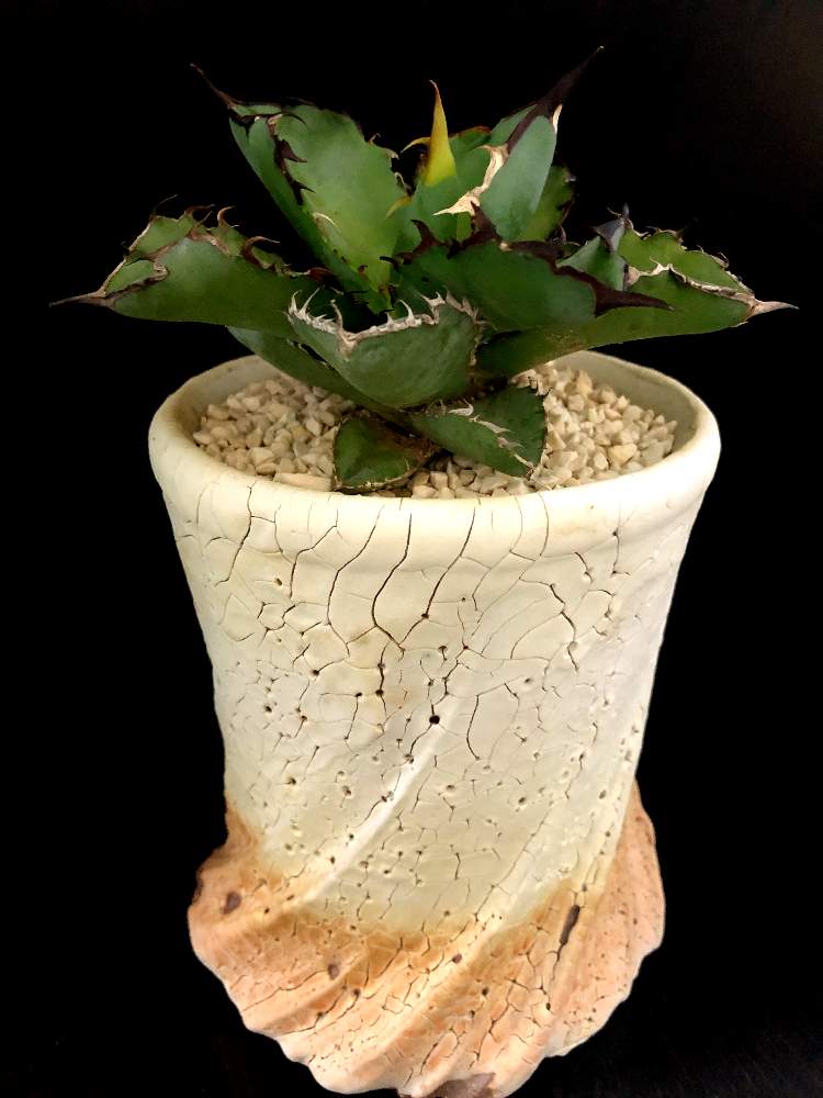 バルコニー/ベランダの画像 by good_guyさん | バルコニー/ベランダとAgave Titanota Black & Blueと多肉植物とEuphorbiaとcactusとフィランサス ミラビリスとCaudexと多肉女子と塊根植物と珍奇植物とPachypodiumとagaveとOperculicaryaと亀甲竜。とsucculent