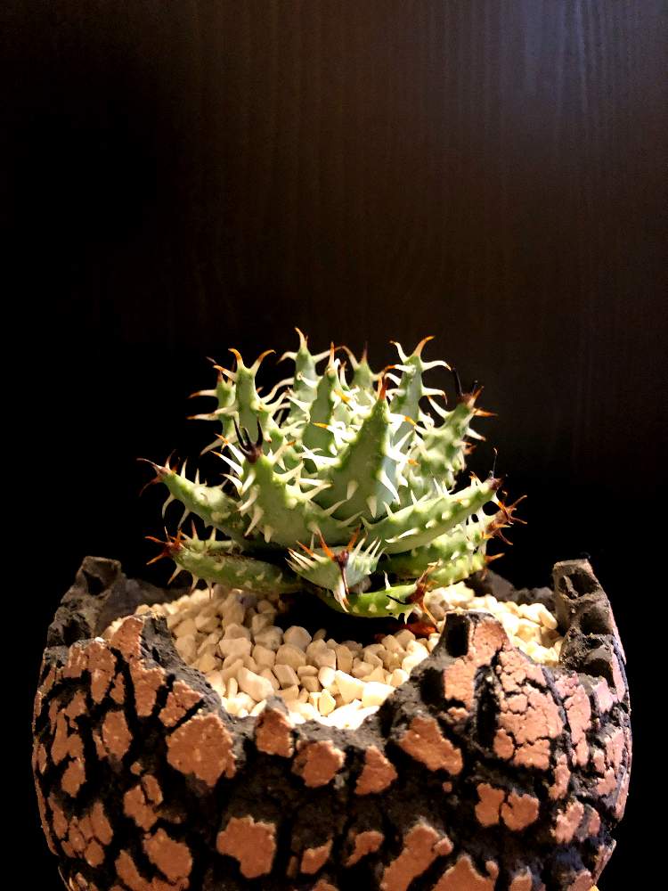 バルコニー/ベランダの画像 by good_guyさん | バルコニー/ベランダとaloe erinaceaと多肉植物とEuphorbiaとcactusとフィランサス ミラビリスとCerariaとCaudexと多肉女子と塊根植物と珍奇植物とPachypodiumとaloeとagaveとOperculicaryaと亀甲竜。とsucculent
