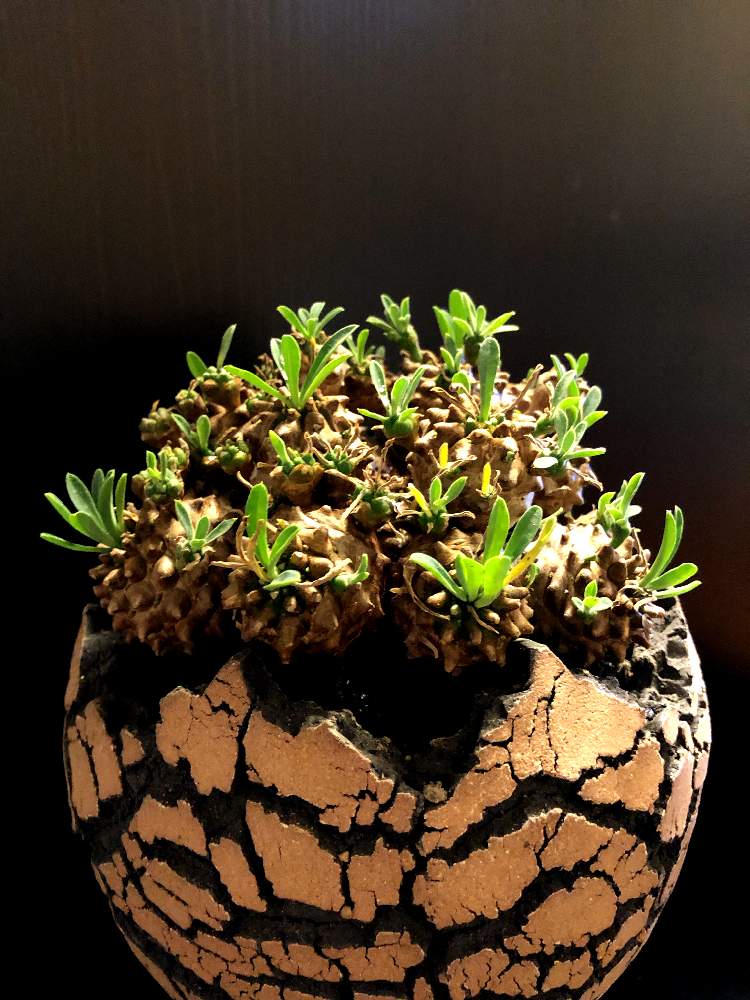 バルコニー/ベランダの画像 by good_guyさん | バルコニー/ベランダとEuphorbia Gabisanと多肉植物とEuphorbiaとcactusとフィランサス ミラビリスとCerariaとCaudexと多肉女子と塊根植物と珍奇植物とPachypodiumとaloeとagaveとOperculicaryaと亀甲竜。とsucculent