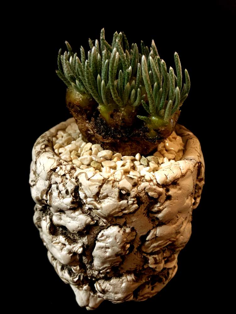 バルコニー/ベランダの画像 by good_guyさん | バルコニー/ベランダとAvonia alstoniiと多肉植物とEuphorbiaとcactusとフィランサス ミラビリスとCerariaとCaudexと多肉女子と塊根植物と珍奇植物とAvoniaとPachypodiumとaloeとagaveとOperculicaryaとfouquieriaと亀甲竜。とsucculent