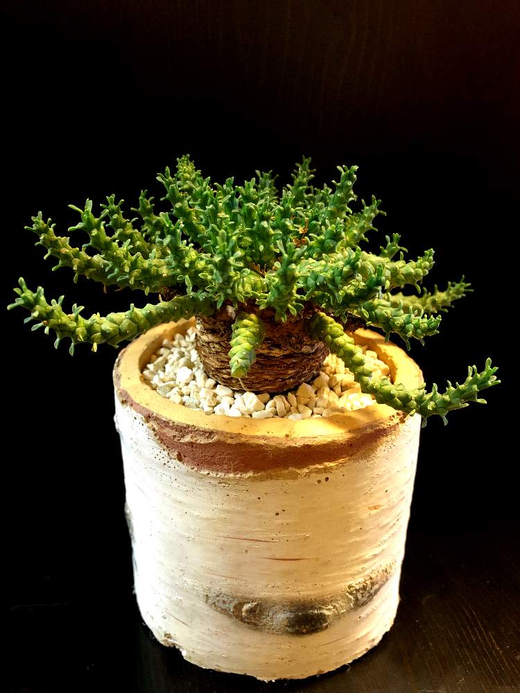 バルコニー/ベランダの画像 by good_guyさん | バルコニー/ベランダとEuphorbia flanaganiiと多肉植物とEuphorbiaとcactusとフィランサス ミラビリスとCerariaとCaudexと多肉女子と塊根植物と珍奇植物とAvoniaとPachypodiumとaloeとagaveとOperculicaryaとBoophaneとfouquieriaと亀甲竜。とsucculent
