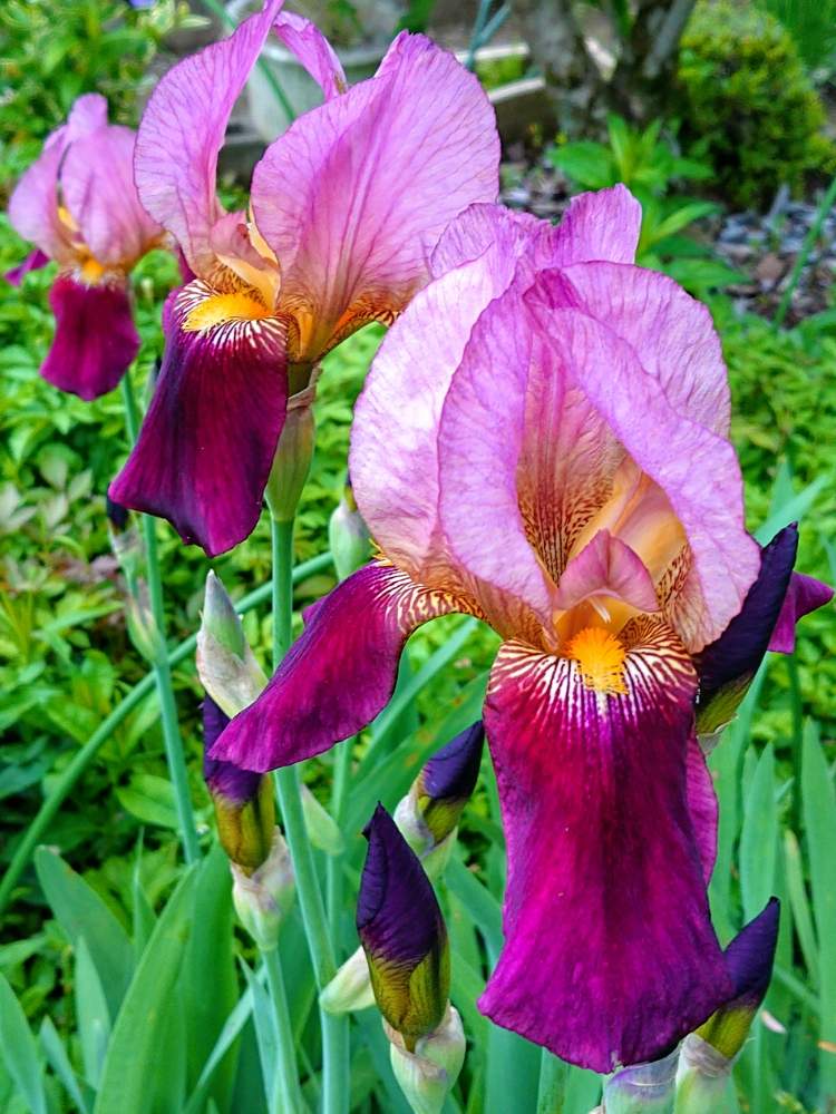 広い庭の画像 by ゆずさん | 広い庭と紫の花と花のある暮らしと緑のある風景と日常の風景