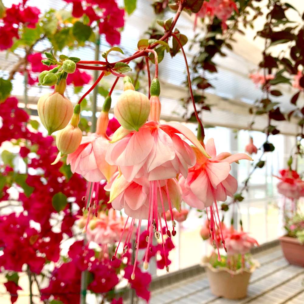 お出かけ先の画像 by PT_yamahiroさん | お出かけ先とフクシアとスマホ撮影と花壇とアップ写真とフラワーとお気に入り室内ボタニカルスポットとGS映えと植中毒と桃色の花とパルシェ香りの館とお花畑 と花好きとガーデニングと花のある暮らしとお花とお花好き