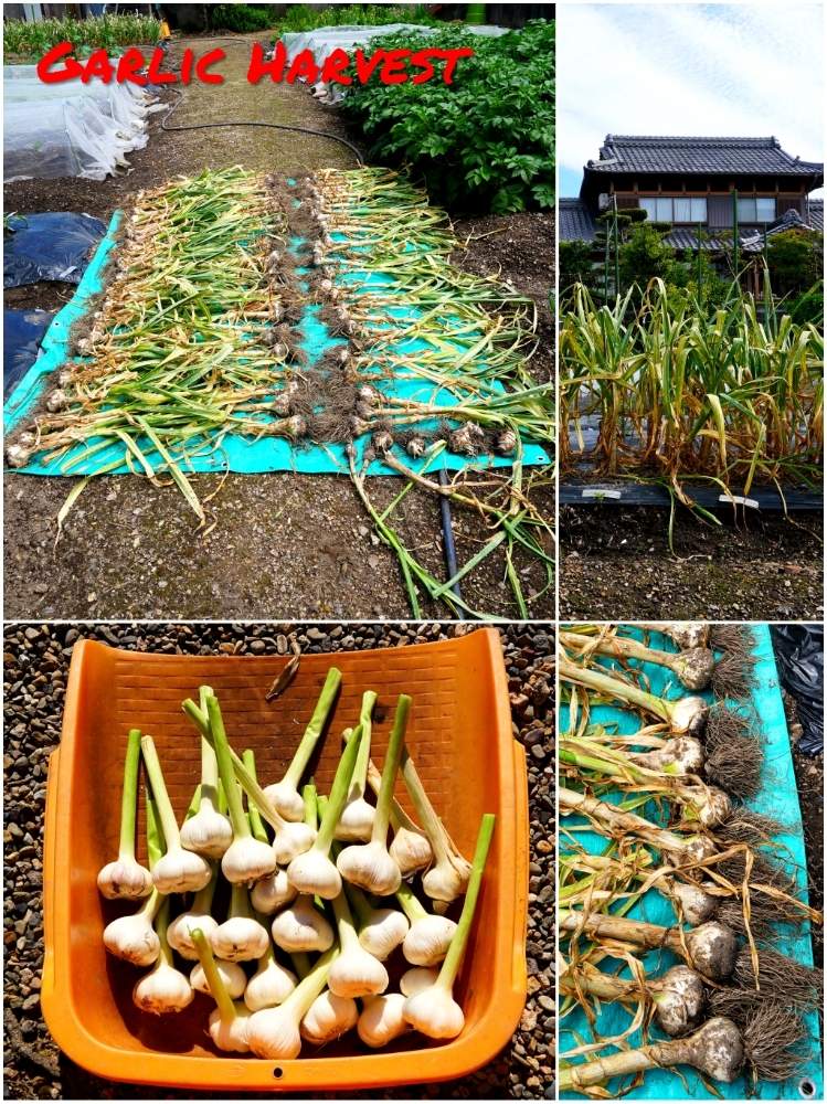 畑の画像 by toshi722さん | 畑とニンニクと新緑の季節と家庭菜園と美しい実と岐阜県と収穫の時と家庭菜園奮闘日記と美濃市とニンニク栽培日記