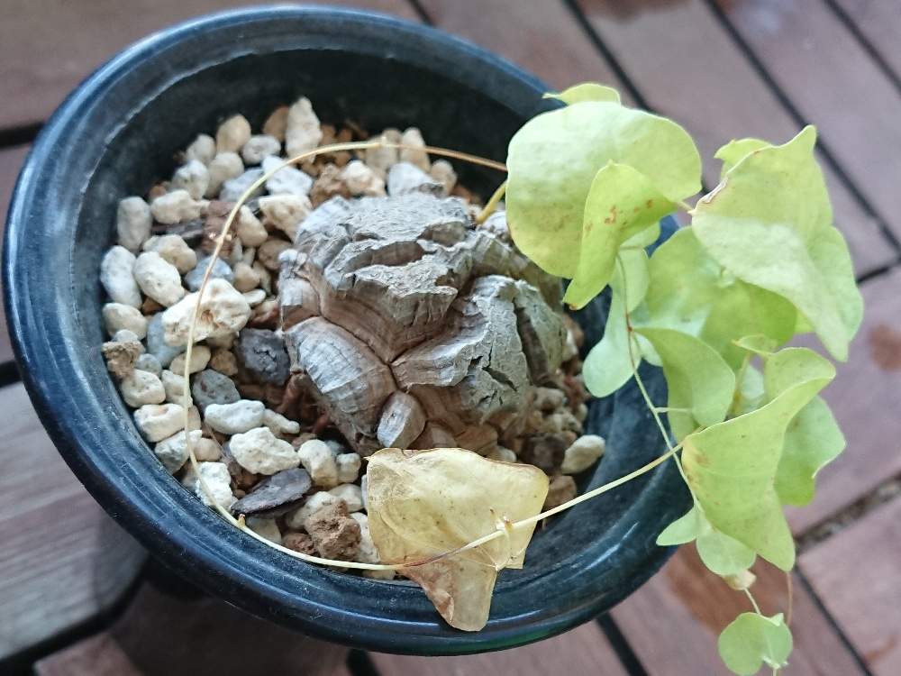 バルコニー/ベランダの画像 by hiroyukiさん | バルコニー/ベランダとCodexと植中毒と塊根植物とディオスコレア属と珍奇植物とディオスコレア・エレファンティペスと亀甲竜。とバルコニスト