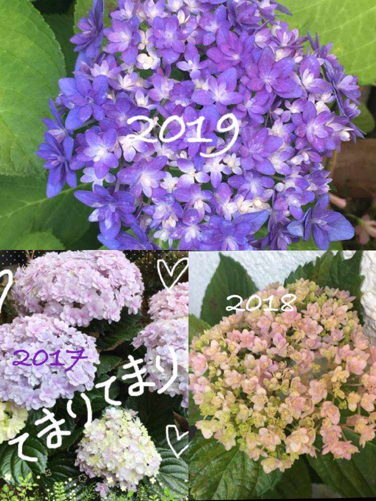 小さな庭の画像 by ぷくりんさん | 小さな庭とHTCとキュンキュン乙女倶楽部と紫陽花が好き♡と全国オヤジ連合会No.29と富山支部とマダム倶楽部と全国オヤジ連合会と多肉2016同期とHTC No.29と富山支部No.29とてまりてまりとGS植物うちなーぐち会とパーポーLOVE