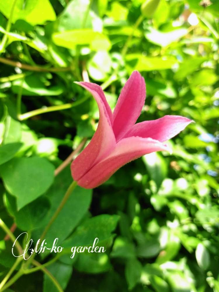 小さな庭の画像 by みーこさん | 小さな庭と植物のある暮らしと癒しとクレマチス♬と綺麗とナチュラルスタイルと可愛いとガーデニングと花のある暮らし