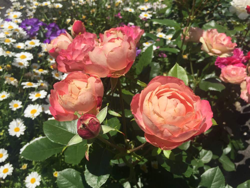 小さな庭の画像 by ちびざるさん | 小さな庭とノースポールとバラと薔薇と花のある暮らしとお庭を彩るお花・樹木フォトコン