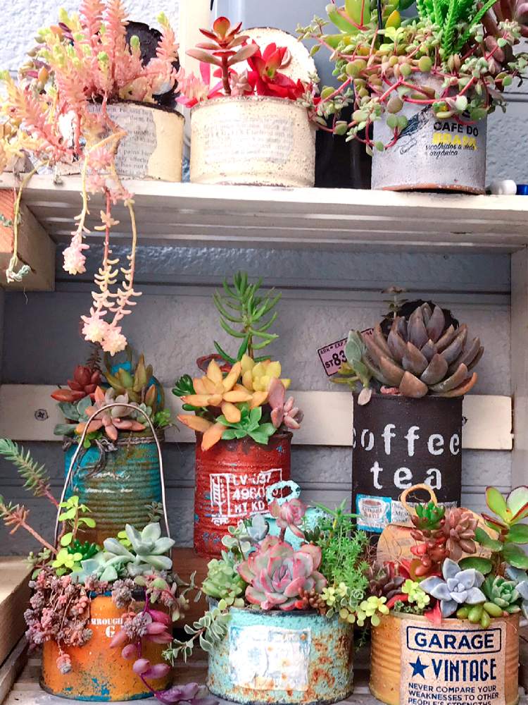 棚の画像 by mintさん | 棚と多肉植物とGardenと植物のある暮らしとgardeningと植物と多肉植物イキイキと多肉植物に癒されるとガーデニングとリメイク缶と多肉植物好き