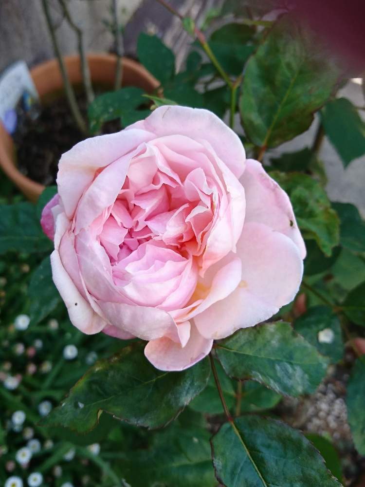 小さな庭の画像 by RIHOさん | 小さな庭と開花中とばら バラ 薔薇とお気に入りと癒しと花のある暮らし