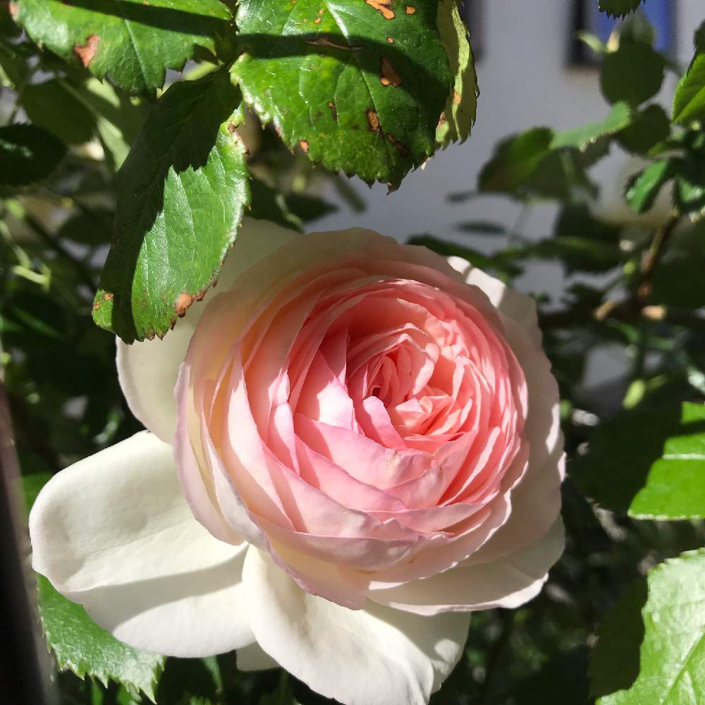 フェンスの画像 by つるばらさん | フェンスとピエール ドゥ ロンサールとばら バラ 薔薇とバラと暮らすと薔薇愛同盟とピンク!ピンク!ピンク!とピンク❤︎ピンクとバラの季節とわたしのピエールドゥロンサールとバラが好きと花のある暮らしとバラに囲まれてとばら 薔薇 バラ
