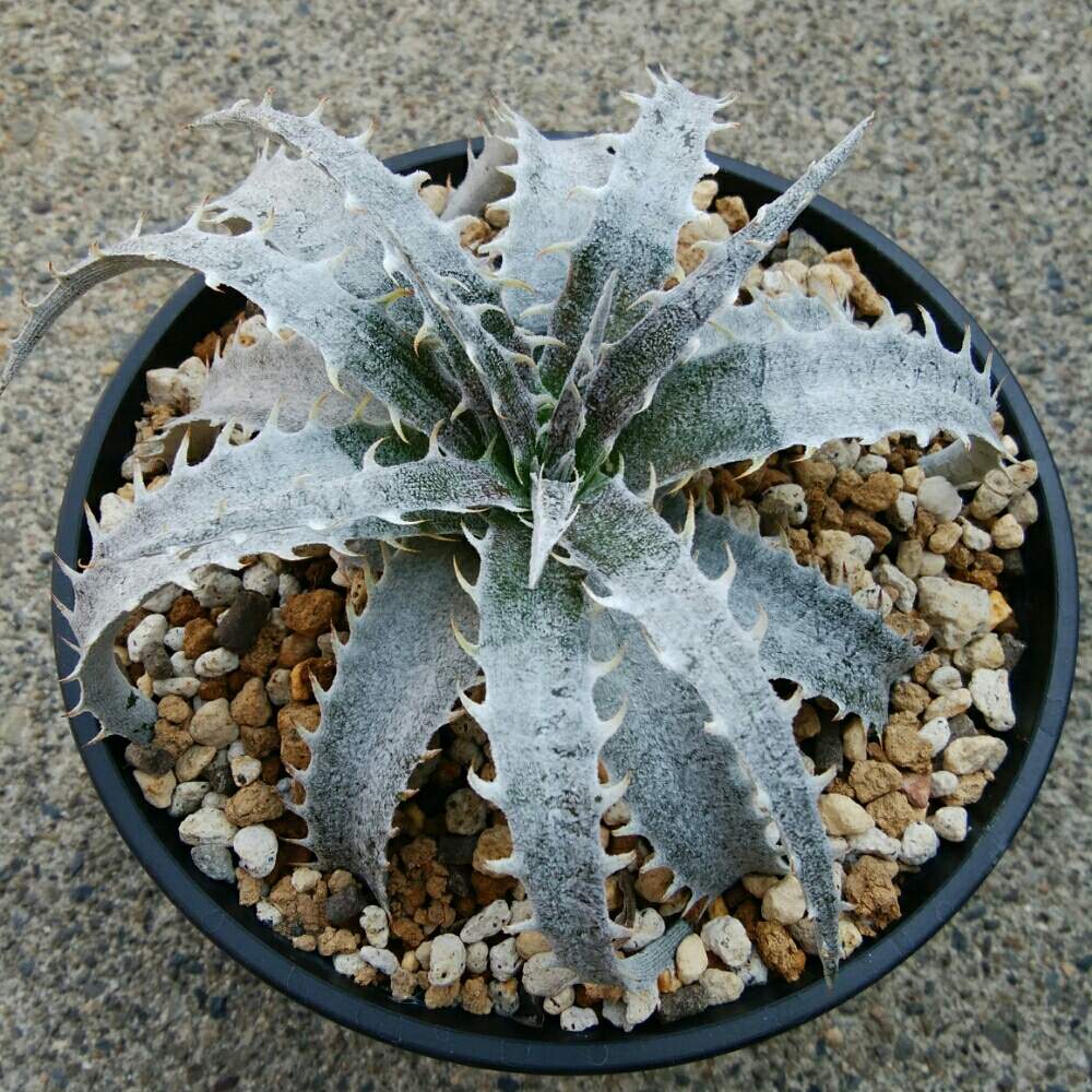 小さな庭の画像 by にんにんさん | 小さな庭とディッキア.とDyckia ‘Hybrid Marilela’ x marnier-lapostollei Bill Baker's cloneと多肉植物とみどりのある暮らしとトゲトゲと観葉植物とディッキアとディッキア属とQdyckiaとブロメリアと植中毒と日光浴とタニラーとトゲトゲのある暮らしと珍奇植物とDyckia