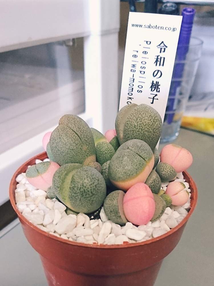 部屋の画像 by オウビさん | 部屋